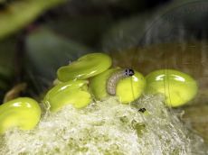 Каллимах_гусеница_I_2